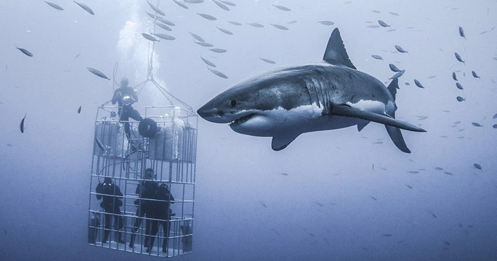 Τεράστιος λευκός καρχαρίας 6 μέτρων κολυμπάει γύρω από κλουβί με δύτες